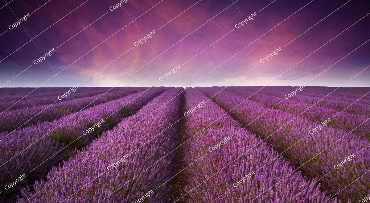 beautiful image of lavender field summer sunset landscape