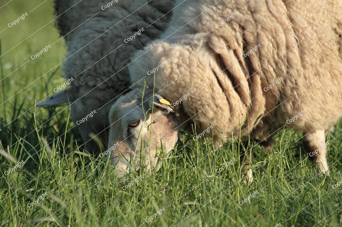 sheep grazing on a pasture