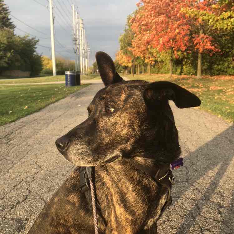 Jersey‘s pet Human ⚾️ 🐕 post 1