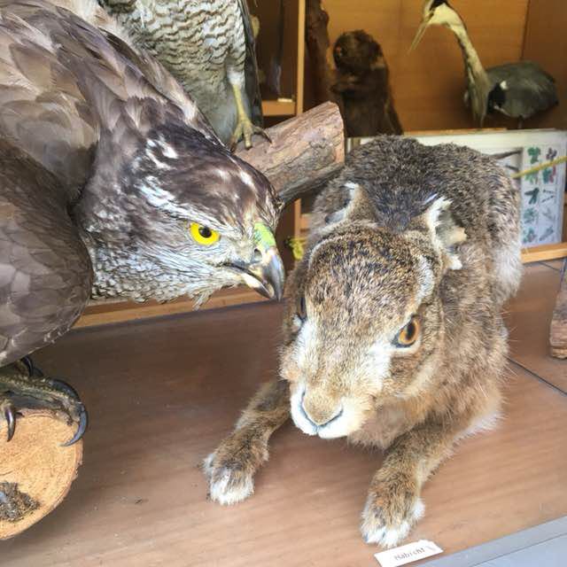 PacerMädchen_1966 post 3