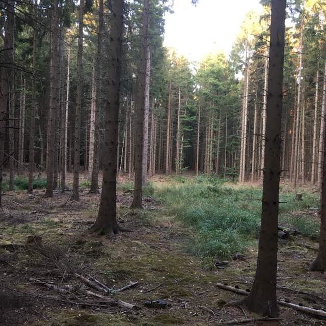 PacerMädchen_1966 post 3