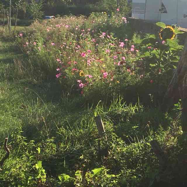 PacerMädchen_1966 post 3