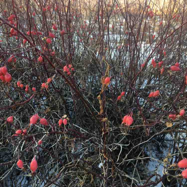 Elena 🔥🔥🔥 post 1