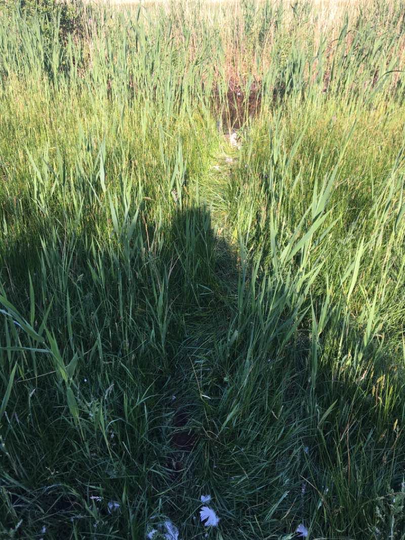 walking near me in Woodwalton Fen National Nature Reserve in winter