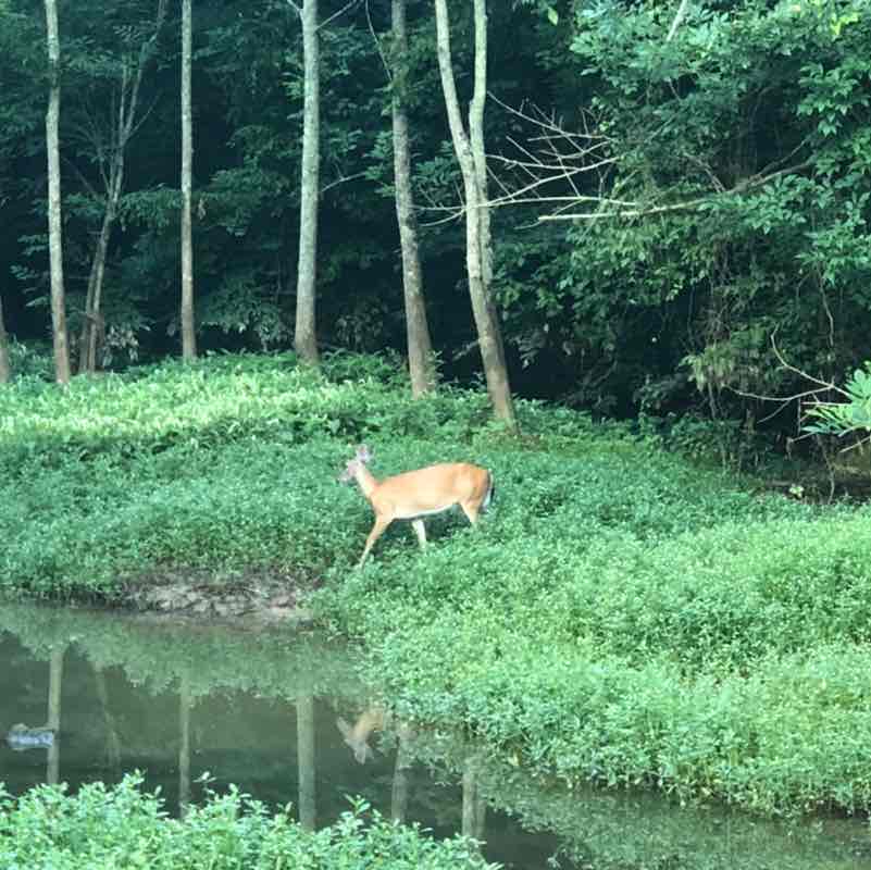 PacerGuy_1952 post 2