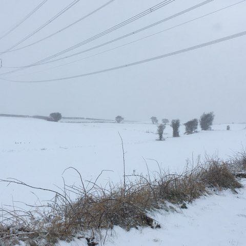 PacerGal_1976 post 2