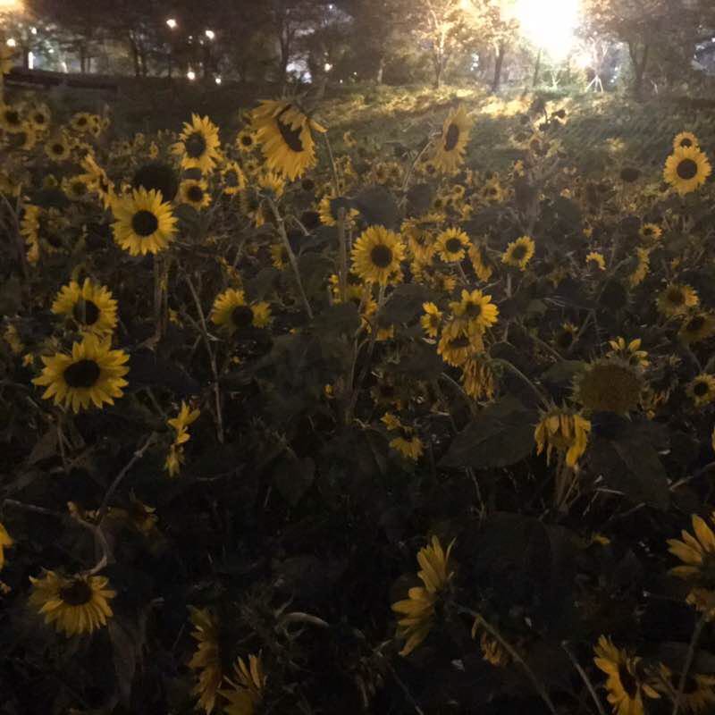 raccon(너구리) post 3