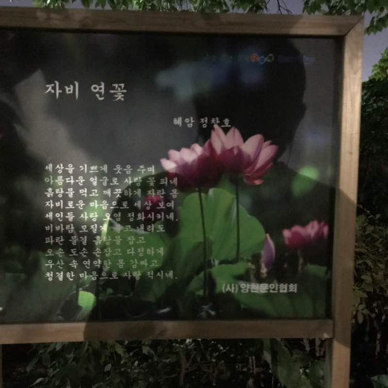 raccon(너구리) post 3