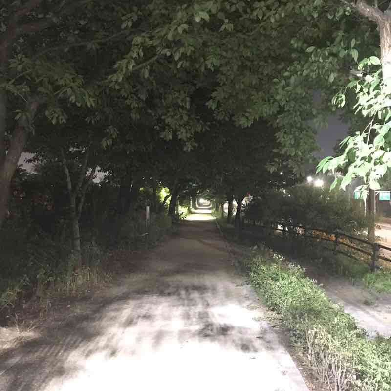 raccon(너구리) post 2