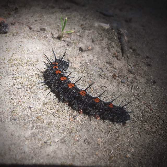 Krishka 🇷🇺 post 1