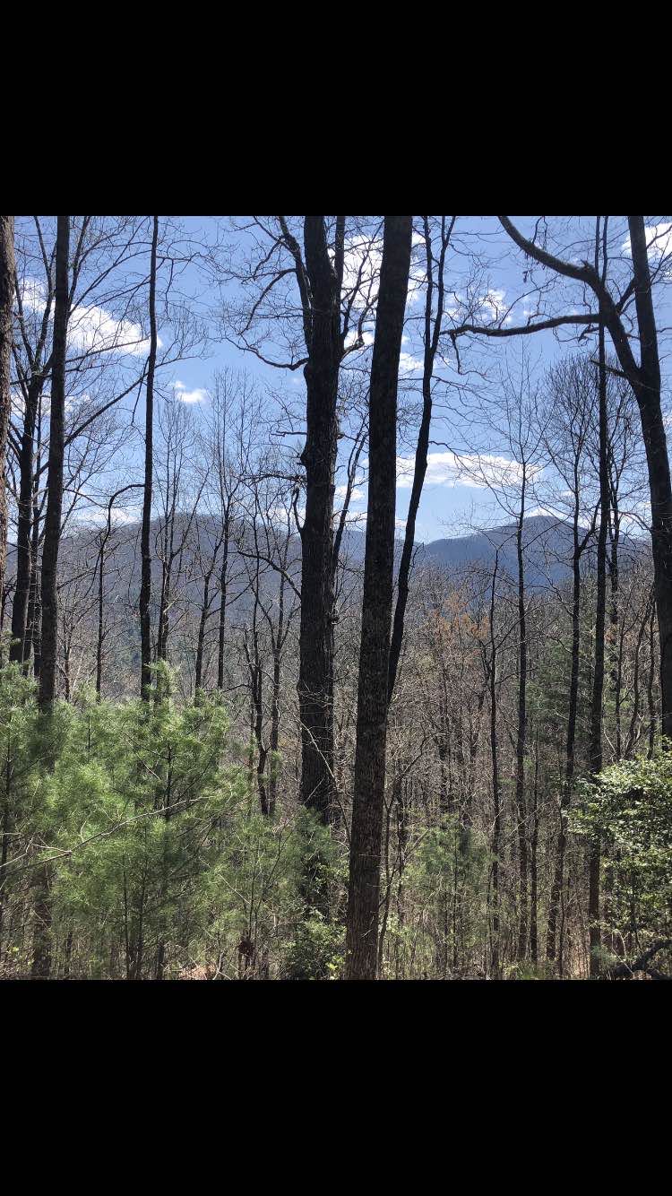 walking near me in Vogel State Park in winter