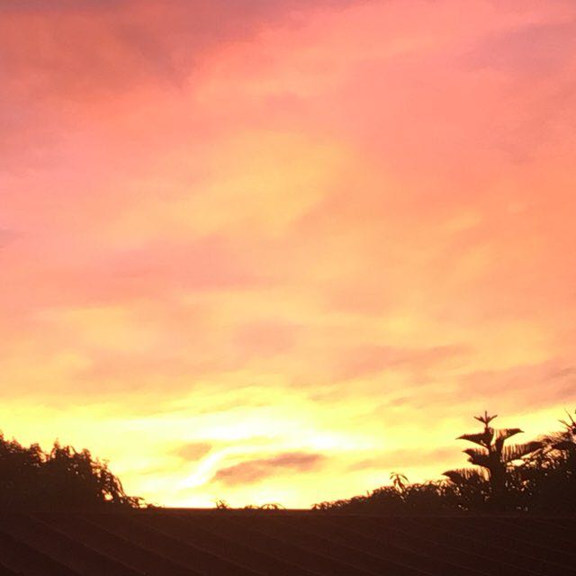 caty 🦎🏝🌞 post 2