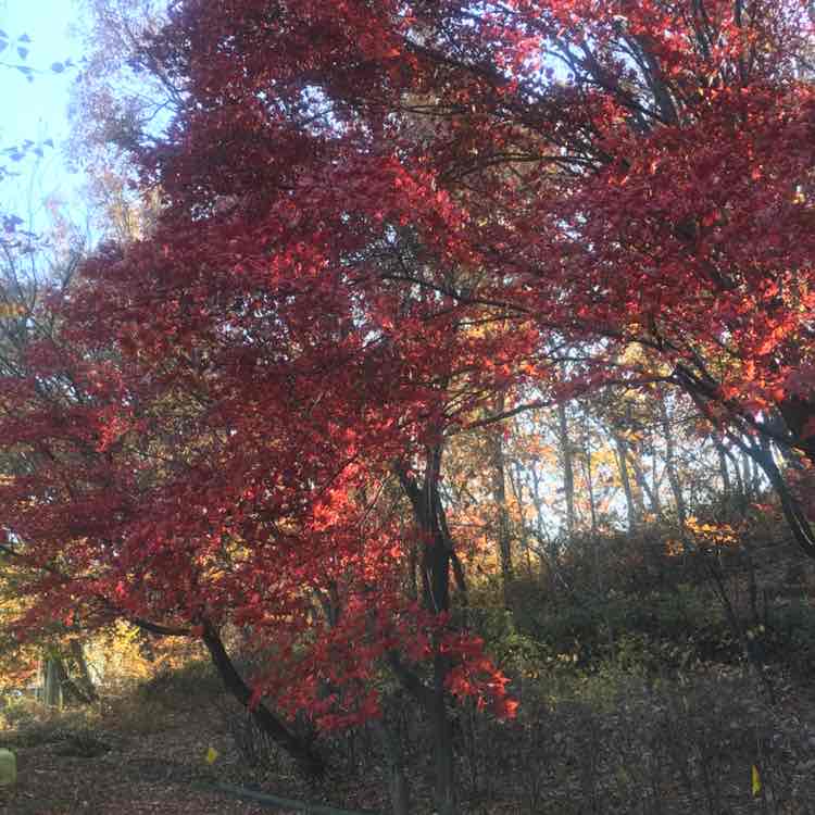 봉추 post 2