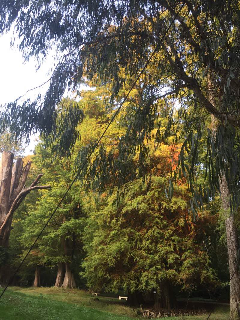 walking near me in Dendrological Park in winter