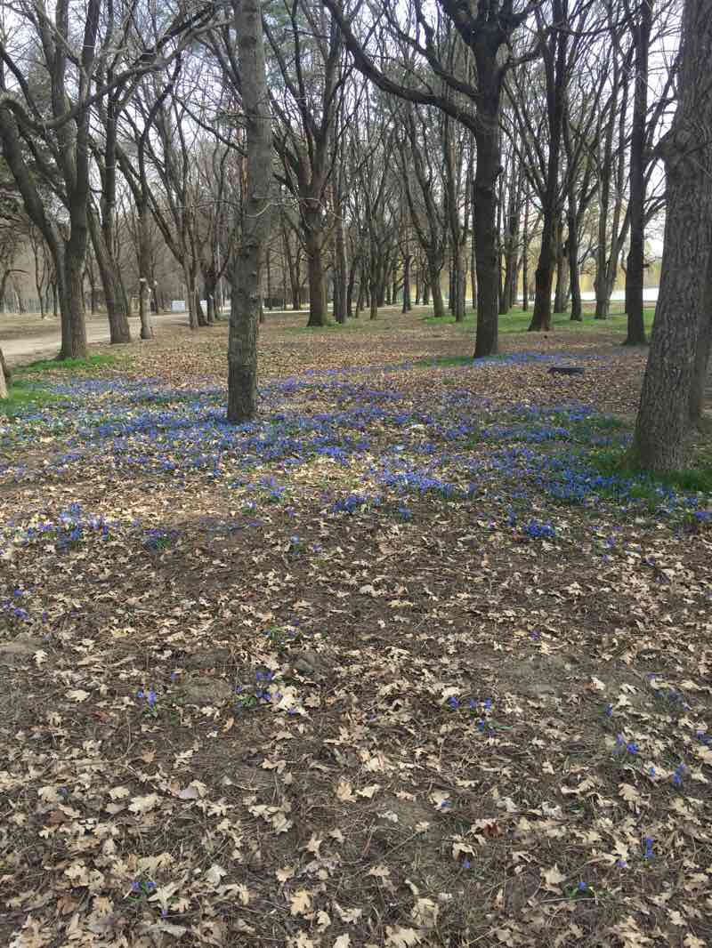 walking near me in Парк Победы in winter