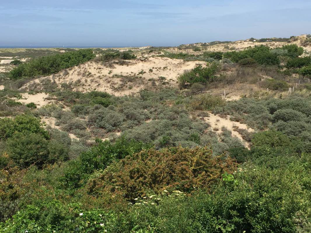 walking near me in Landgoed Ockenburgh in winter