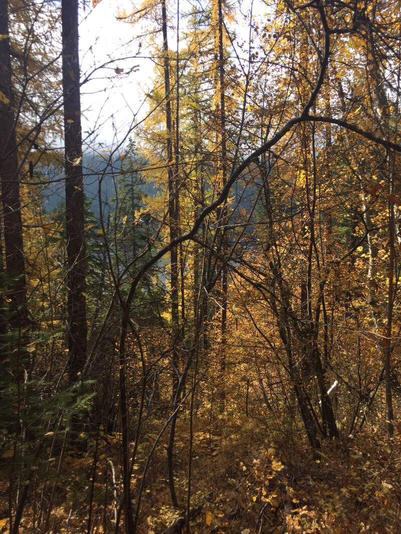 walking near me in Syringa Provincial Park in winter