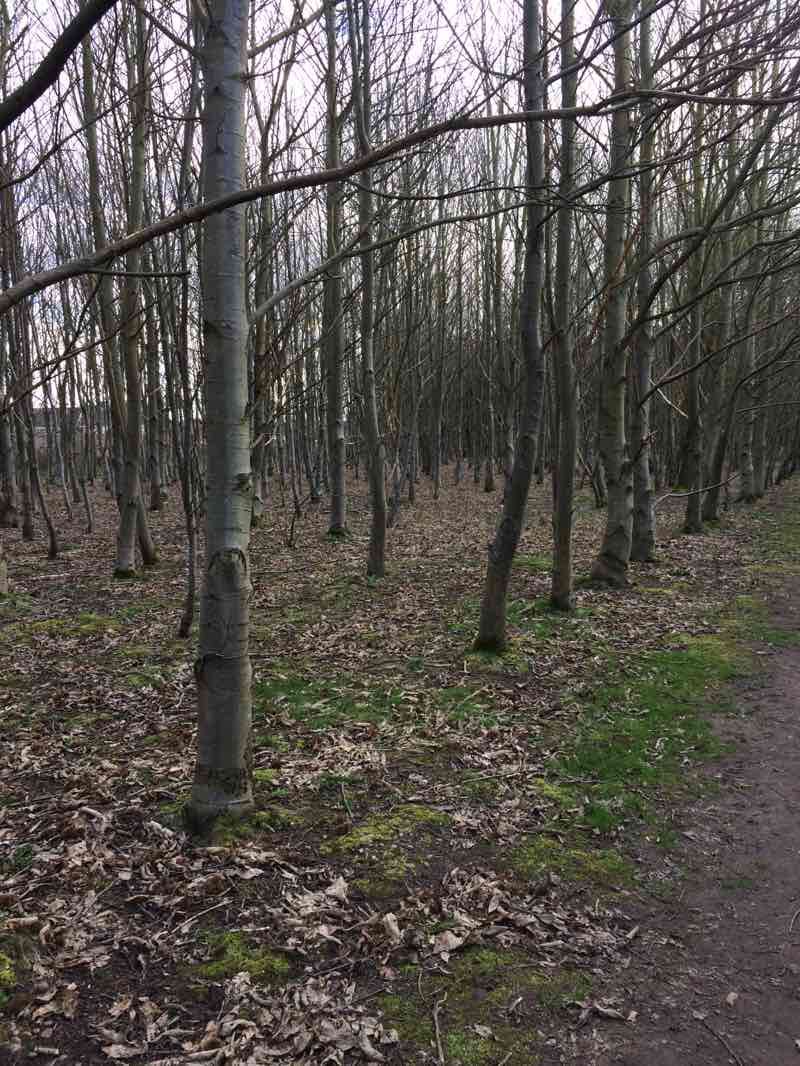 walking near me in Spa Common in winter