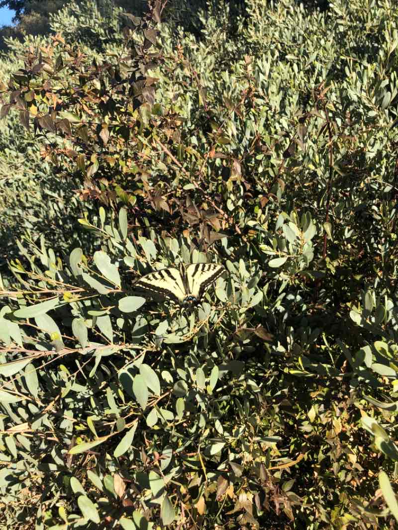 walking near me in Centennial Park in winter