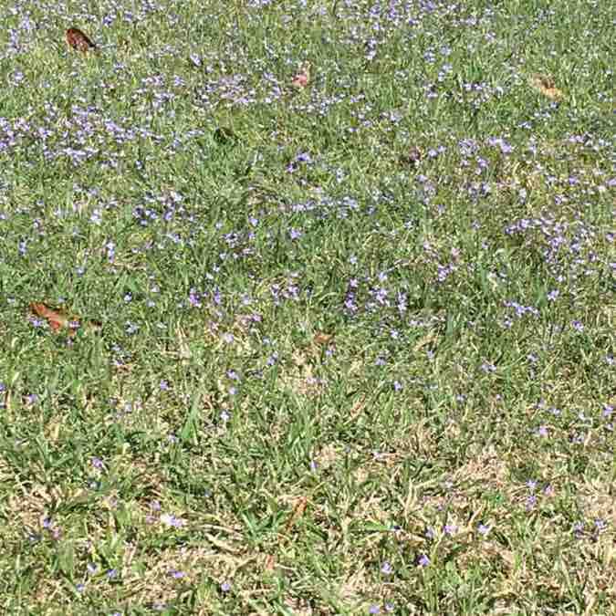 jinglebellswag post 1