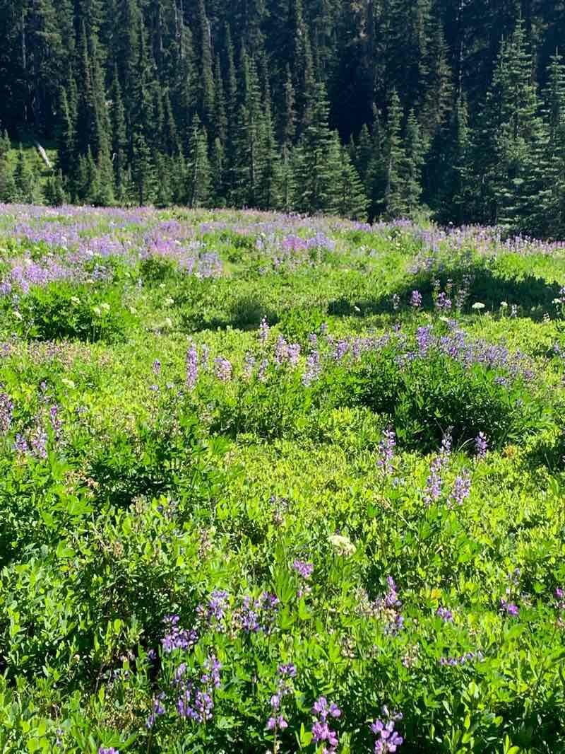 walking near me in Indian Heaven Wilderness in winter