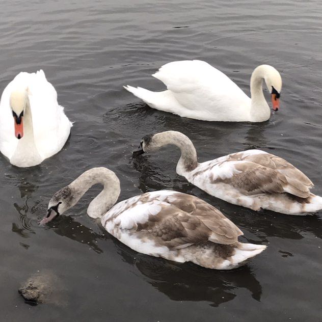 PacerGal_1979 post 3