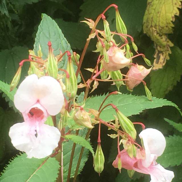 tansey_priscilla post 2