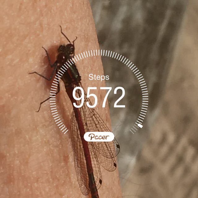 tansey_priscilla post 1