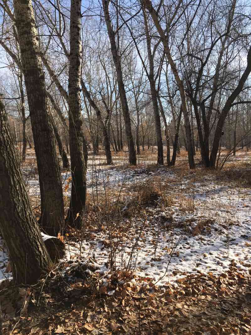 walking near me in ПКиО Эдельвейс in winter