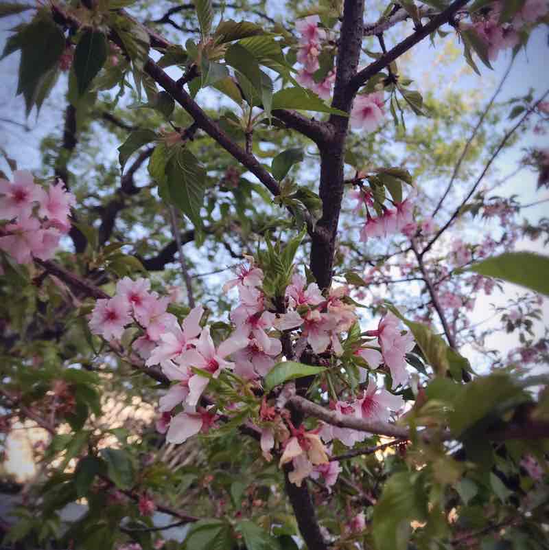 凱婷 post 1