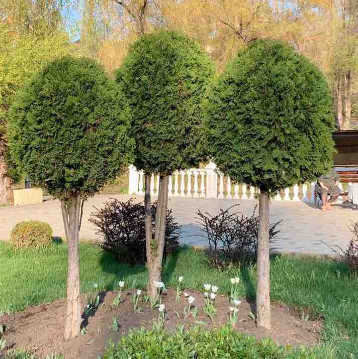 Люба 77 VL post 1