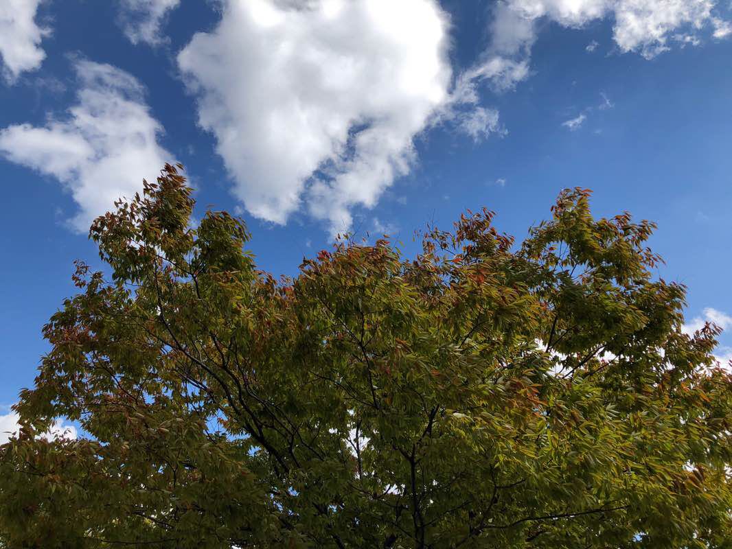 walking near me in 안산시제22호근린공원 in winter
