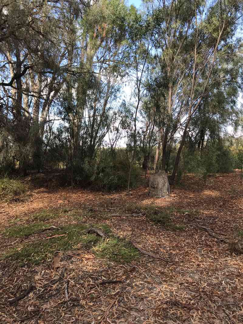 walking near me in Kings Billabong Park in summer