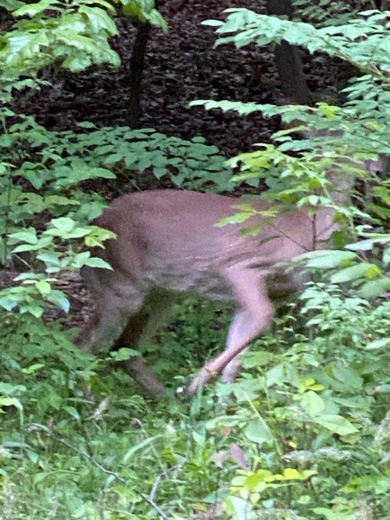 walking near me in Andrew Leitch Park in winter