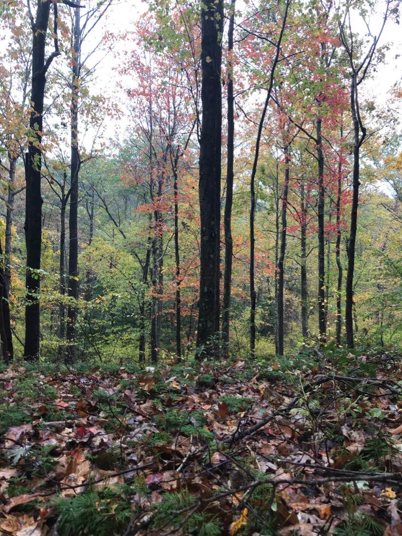 walking near me in Elk Neck State Forest in winter