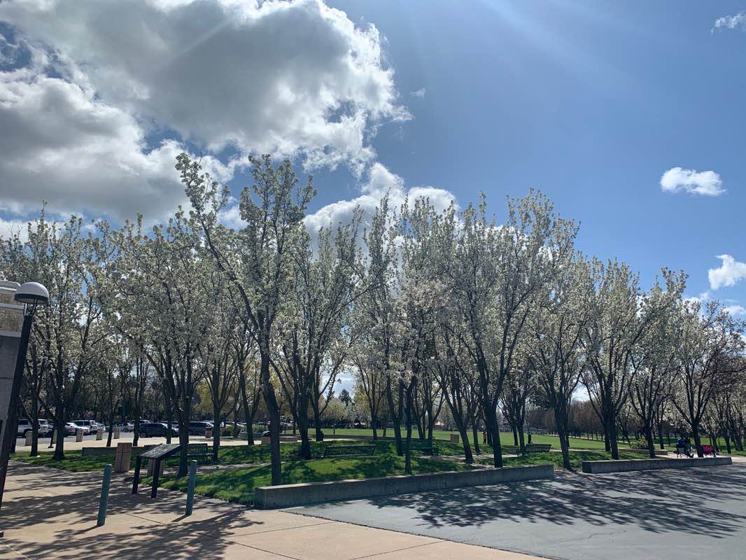 walking near me in San Ramon Central Park in winter
