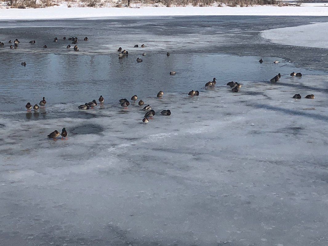 walking near me in Cedar Lake Park in winter