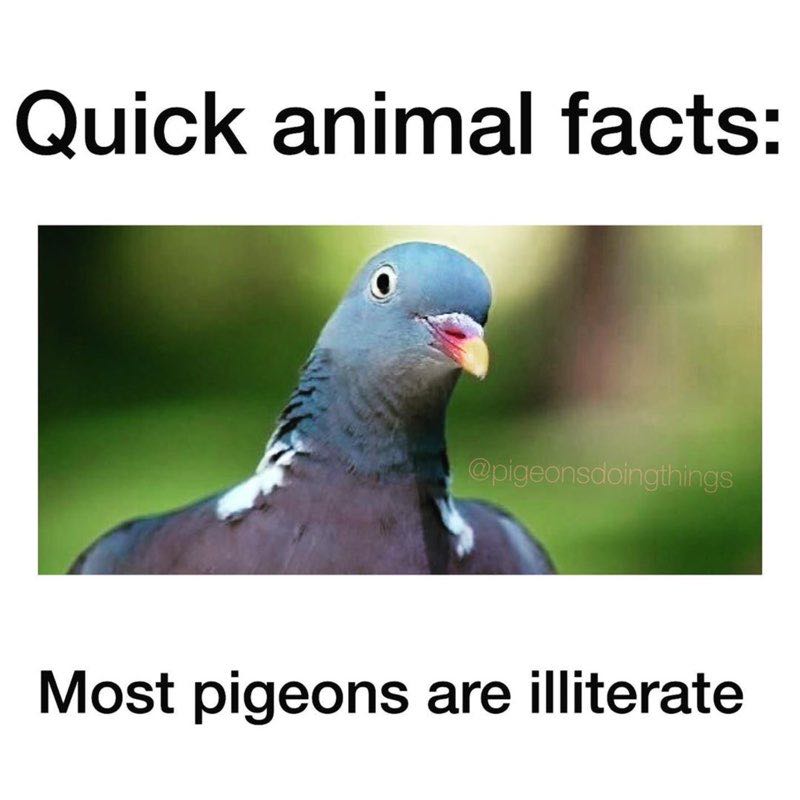 DrWharfRat🐀⛰✨✨ post 1