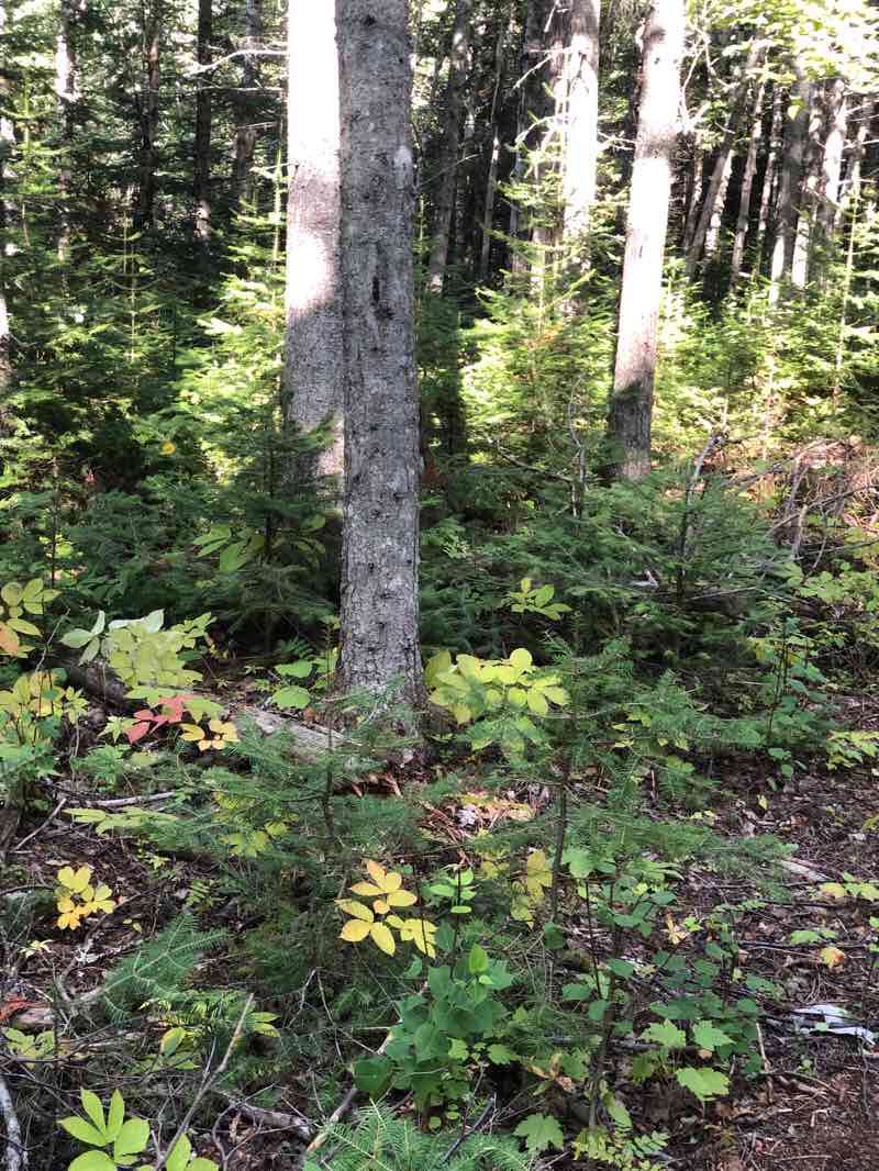 walking near me in Parc national du Bic in winter
