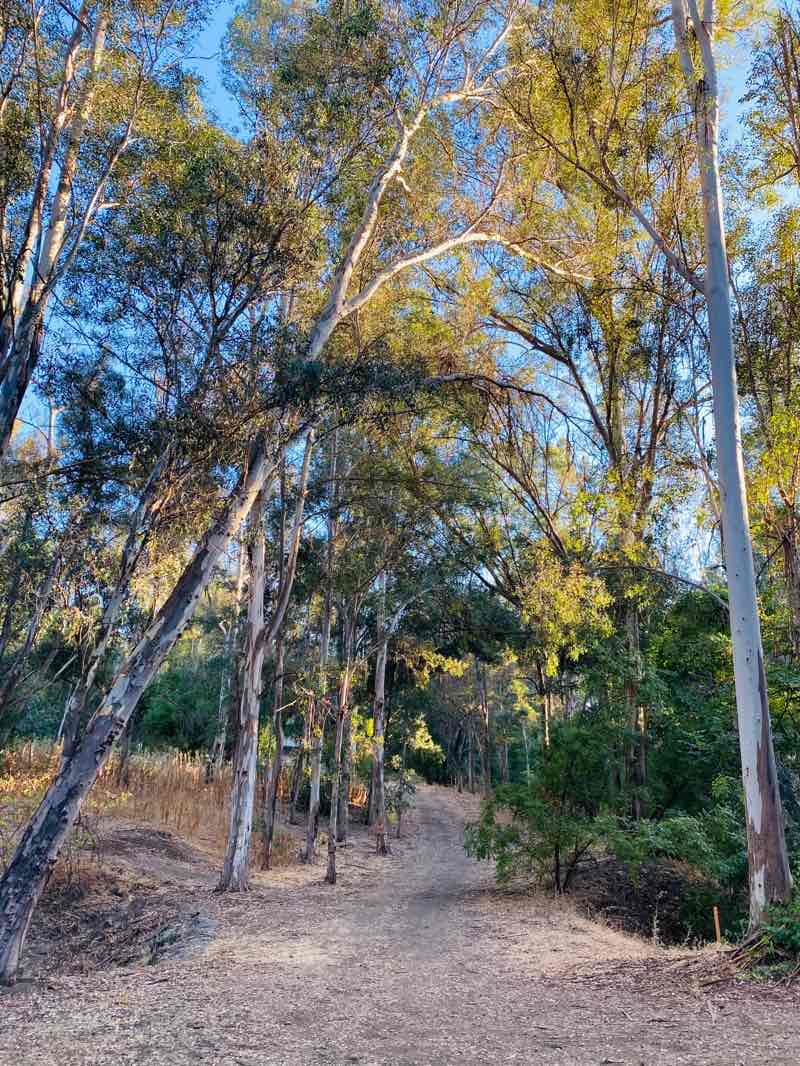 walking near me in Hollow Run Nature Park in winter