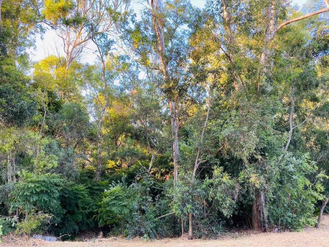 walking near me in Eucalyptus Nature Park in winter