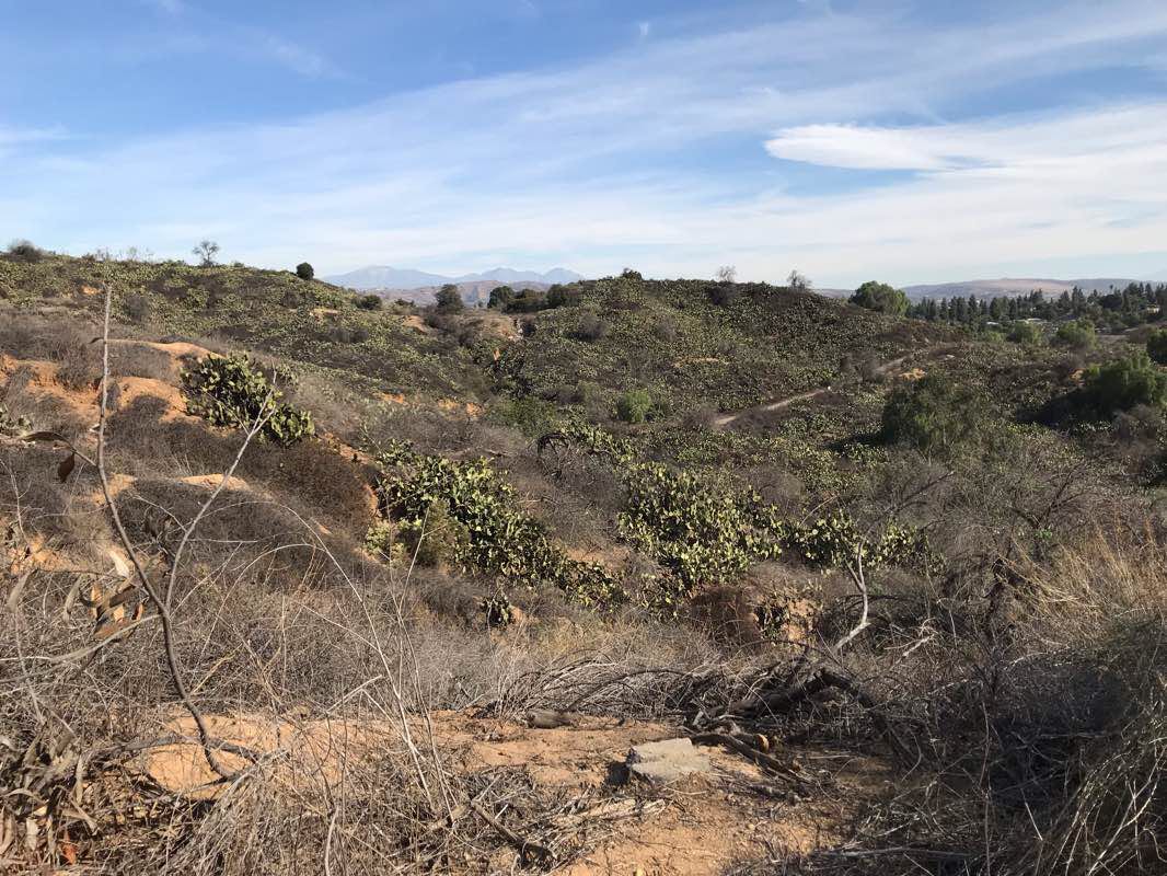 walking near me in Hiltscher Park in winter