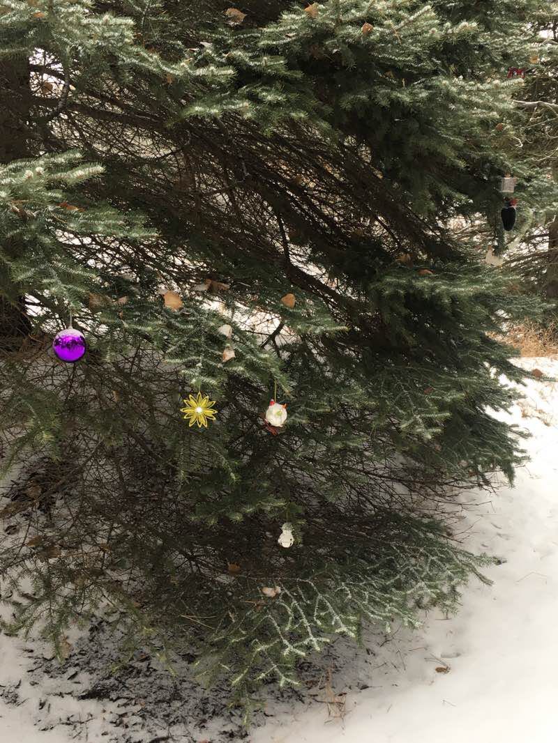 walking near me in North Beulah Mine Wildlife Management Area in winter