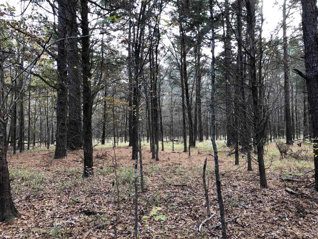 walking near me in Lake Bob Sandlin State Park in winter