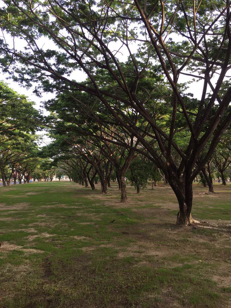 walking near me in Sapan Hin Park in winter