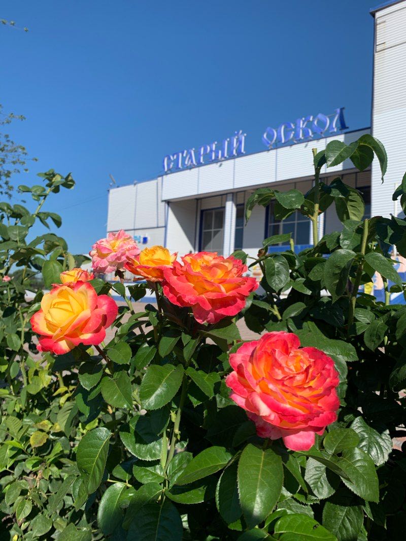 walking near me in Бульвар "Камелия" in winter