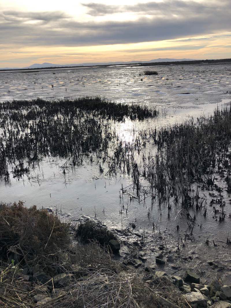 walking near me in San Pablo Bay National Wildlife Refuge in winter