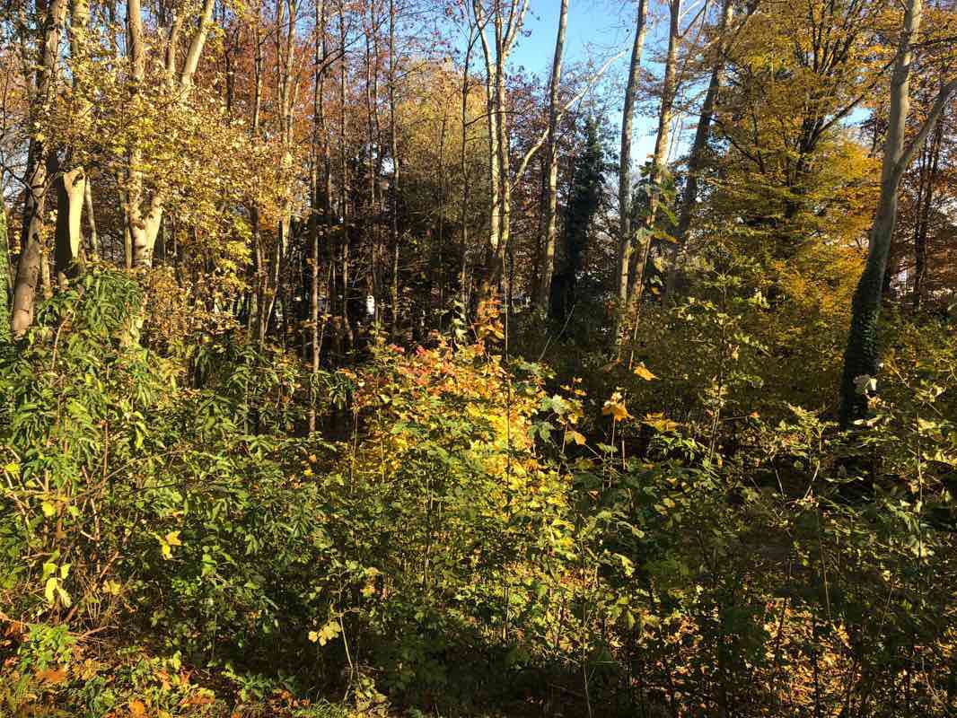 walking near me in Parc de Laeken - Park van Laken in winter