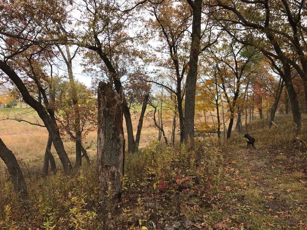 walking near me in Marquette Park in winter