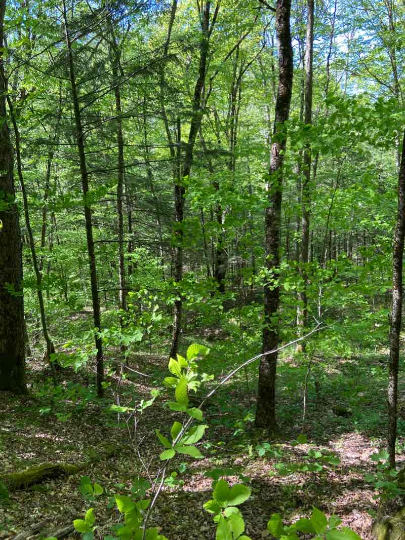 walking near me in Pixley Falls State Park in winter